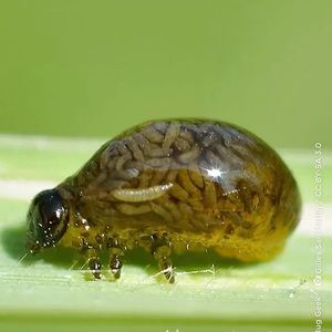 Meet your Posher, Bob